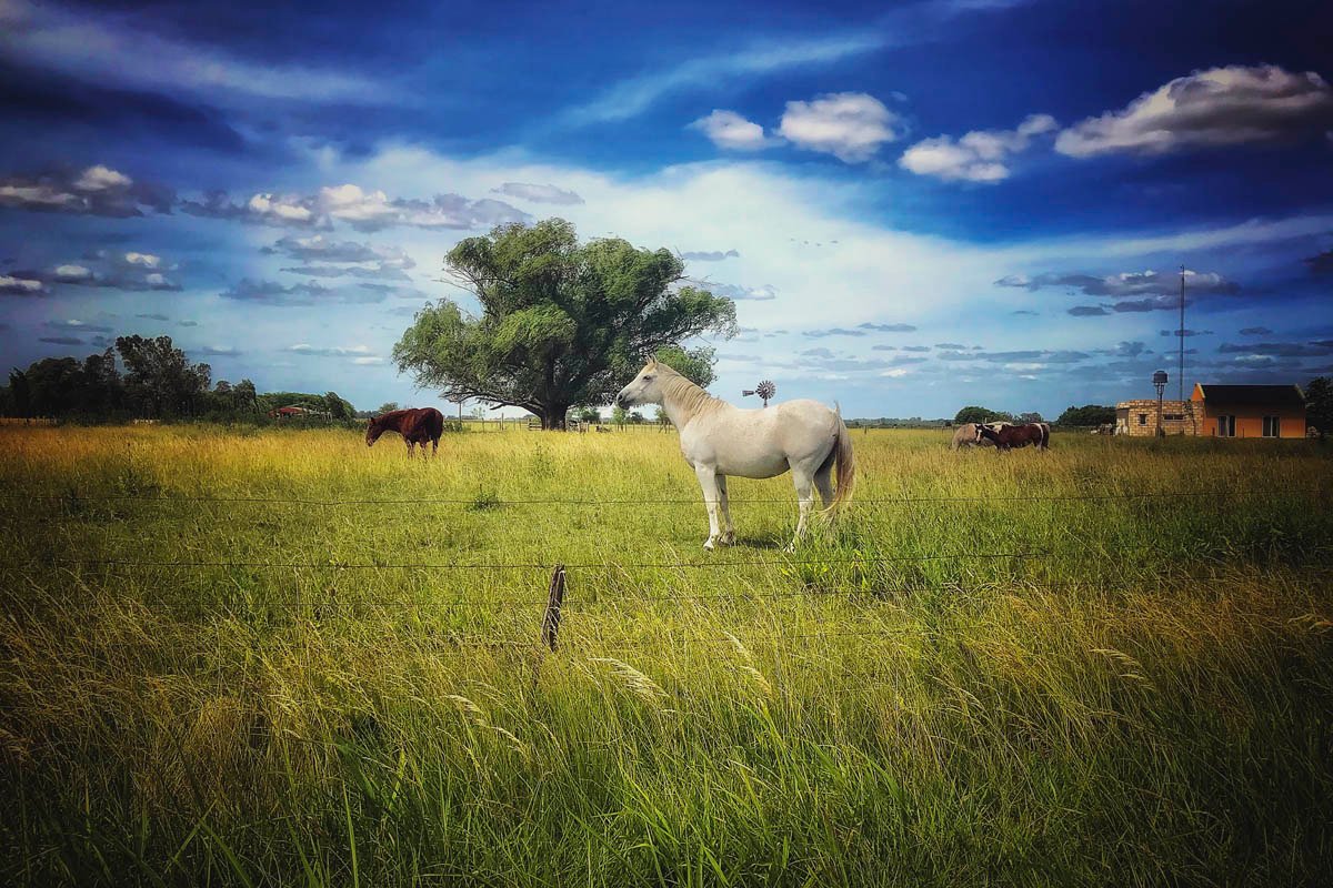 Caballo blanco de pie en un campo verde de Entre Ríos, detrás de un alambrado, con un árbol grande y cielo azul con nubes de fondo.